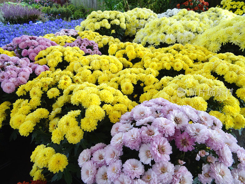 五颜六色的菊花/菊花，盆栽植物，黄色，淡紫色，蓝色